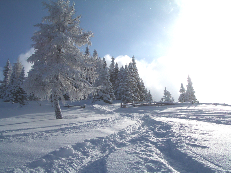 Schneelandschaft