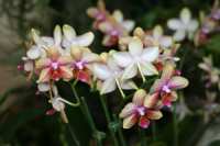 Orchideen1