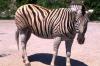 20703img Zebra