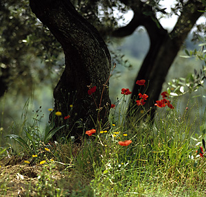 Italien Mohn-Ölbaum-Toskana