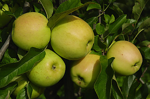 Apfel 02