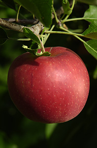 Apfel 05