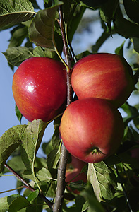 Apfel 06