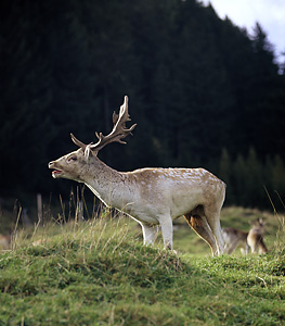Damwild-Hirsch