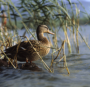 Wildente 02