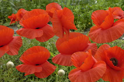 roter Mohn 2