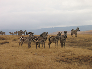 0050 ZEBRAS copyright fotostudio weber hollabrunn