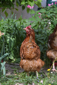 Huhn2