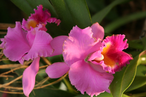 Orchideen4