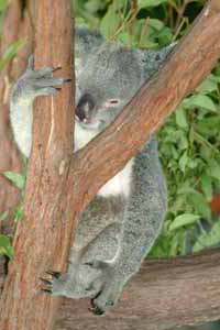 0042 Koala