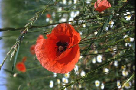 Klatschmohn