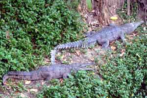 DSCF0020 Australien Krokodil