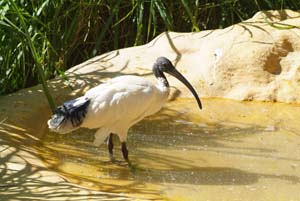 DSCF0023 1 ibis