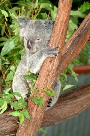 0037 Koala