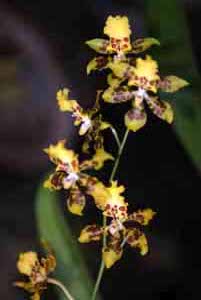 DSCF1115 Orchidee