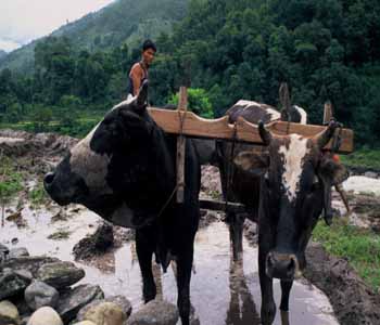 F1050020 Nepal