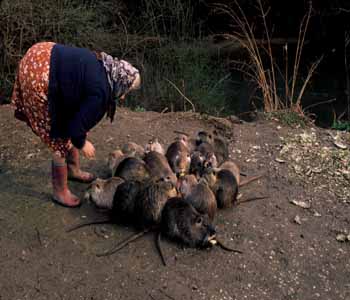 F1050071 Nutria