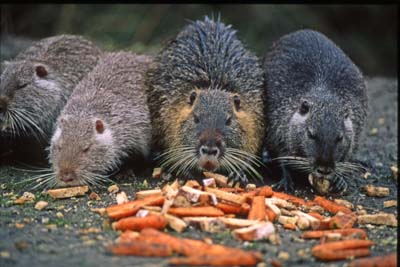 688 img Nutria