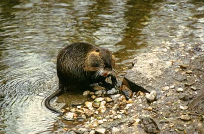 689 img Nutria