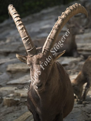 Steinbock