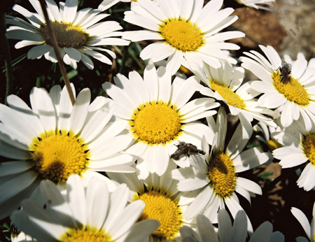 Natur_4280-04