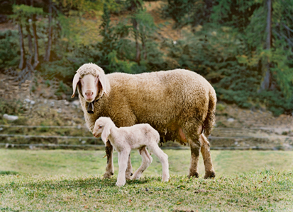 Tiere_4372-03,FACD3