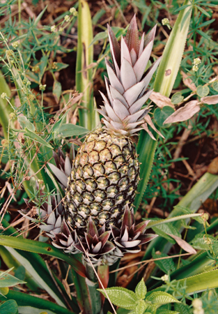 Verschiedenes_Ananas,FACD5