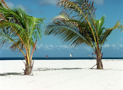 Strand_Aruba_4431-8,FACD12