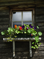 Blumenfenster-Alm Lazins