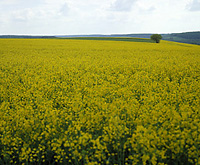 Rapsfeld Rapsfeld