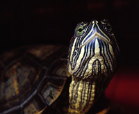 Rotwangen-Schildkröte