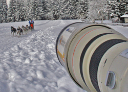 Schlittenhunde vor der Linse