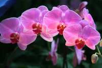 Orchideen2