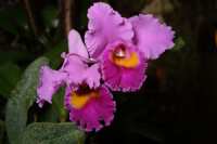 Orchideen5