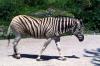 20702img Zebra