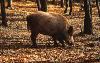 872 Wildschwein 872 Wildschwein