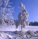Winter 22536 img Winter 22536 img