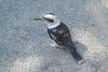 DSCF0087 1 Kookaburra DSCF0087 1 Kookaburra