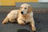 3659 Hund