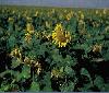 F1020033 Sonnenblumen