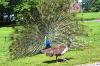 Schottland 5417 img Schottland 5417 img