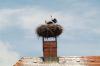 2658 Storch 2658 Storch