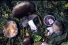 Pilz 23869 IMG Ritterling Violetter Pilz 23869 IMG Ritterling Violetter