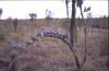 Australien IMG 42 Australien IMG 42