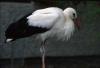 Storch 23775 img