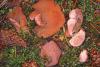 Pilz 701 img Pilz 701 img