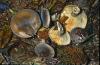 Pilz 707 img