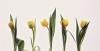 Blumen_2048-04, FACD5 Blumen_2048-04, FACD5