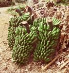 Natur BANANE-1, FACD7 Natur BANANE-1, FACD7