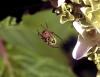 Tiere_Spinne,FACD5 Tiere_Spinne,FACD5